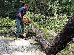 How Our Tree Care Process Works  in  Oswego, NY