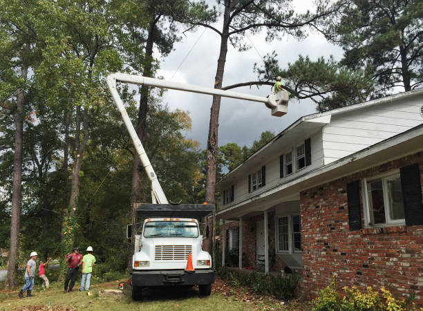 Professional Tree Care in Oswego, NY